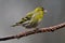 Siskin (Carduelis spinus)1