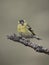 Siskin, Carduelis spinus