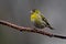 Siskin (Carduelis spinus)