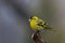 Siskin (Carduelis spinus)