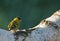 Siskin Carduelis spinus male on the birch tree trunk