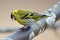 Siskin (Carduelis spinus) male on a branch