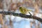 Siskin sits on a branch with flaky bark on the background of bus