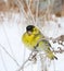 The siskin sits on a grass in the winter afternoon