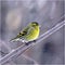 Siskin in winter