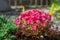 Siskiyou lewisia flower blossoms