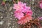 Siskiyou Lewisia flowers - Lewisia Cotyledon