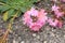 Siskiyou Lewisia flowers - Lewisia Cotyledon
