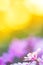 Siskiyou Lewisia Lewisia cotyledon flowers