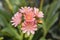 Siskiyou lewisia Mountain Dreams