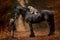 Sisters with friesian horse autumn forest