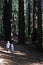 Sisters travel and hikes in Giant redwoods forest New Zealand