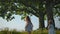 Sisters walking near clean green field to their mother, swinging on swing tied to an old oak-tree.