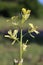 Sisymbrium altissimum - wild flower