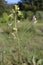 Sisymbrium altissimum - wild flower