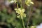 Sisymbrium altissimum - wild flower