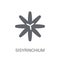 Sisyrinchium icon. Trendy Sisyrinchium logo concept on white background from Nature collection