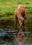 Sitatunga antelope drinking from a pond.