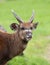 Sitatunga antelope - Marshbuck antelope