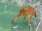 sitatunga antelope in the water