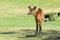 Sitatunga deer standing in a grassy meadow