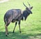 Sitatunga on grass