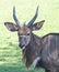 Sitatunga on grass