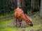 Sitatunga is grazing on the green grass in the zoo