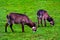 Sitatunga grazing in the Savannah