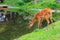 Sitatunga lat. Tragelaphus spekii is a species of forest antelope. Background with selective focus