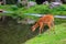 Sitatunga lat. Tragelaphus spekii is a species of forest antelope. Background with selective focus