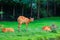 Sitatunga lat. Tragelaphus spekii is a species of forest antelope. Background with selective focus