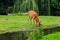 Sitatunga lat. Tragelaphus spekii is a species of forest antelope. Background with selective focus