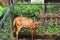 The sitatunga or marshbuck