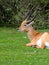 Sitatunga or marshbuck antelope