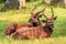 The sitatunga or marshbuck (Tragelaphus spekii)