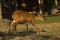 The Sitatunga, marshbuck Tragelaphus spekii.