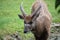 Sitatunga, marshbuck (Tragelaphus spekii)