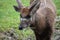 Sitatunga, marshbuck (Tragelaphus spekii)