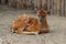 Sitatunga or marshbuck (Tragelaphus spekii)