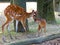 Sitatunga mother and baby