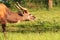 The sitatunga is a rare swamp-dwelling antelope.