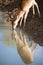 Sitatunga Reflected