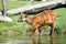 Sitatunga (Swamp antelope)