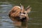 Sitatunga (swamp antelope) in the water