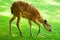 Sitatunga - (Tragelaphus spekii)