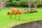 Sitatunga Tragelaphus spekii gratus grazing on the meadow in zoo