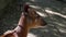 Sitatunga, Tragelaphus spekii gratus lying on ground, head detail from behind, resting