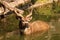 Sitatunga /Tragelaphus spekii/ in water