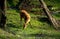 Sitatunga in ZOO, Bratislava